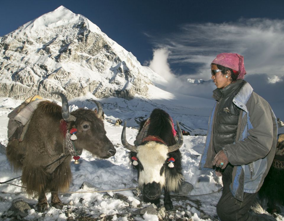 Yak herder, Tibet